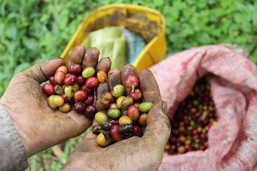 El campo: compañero de vida