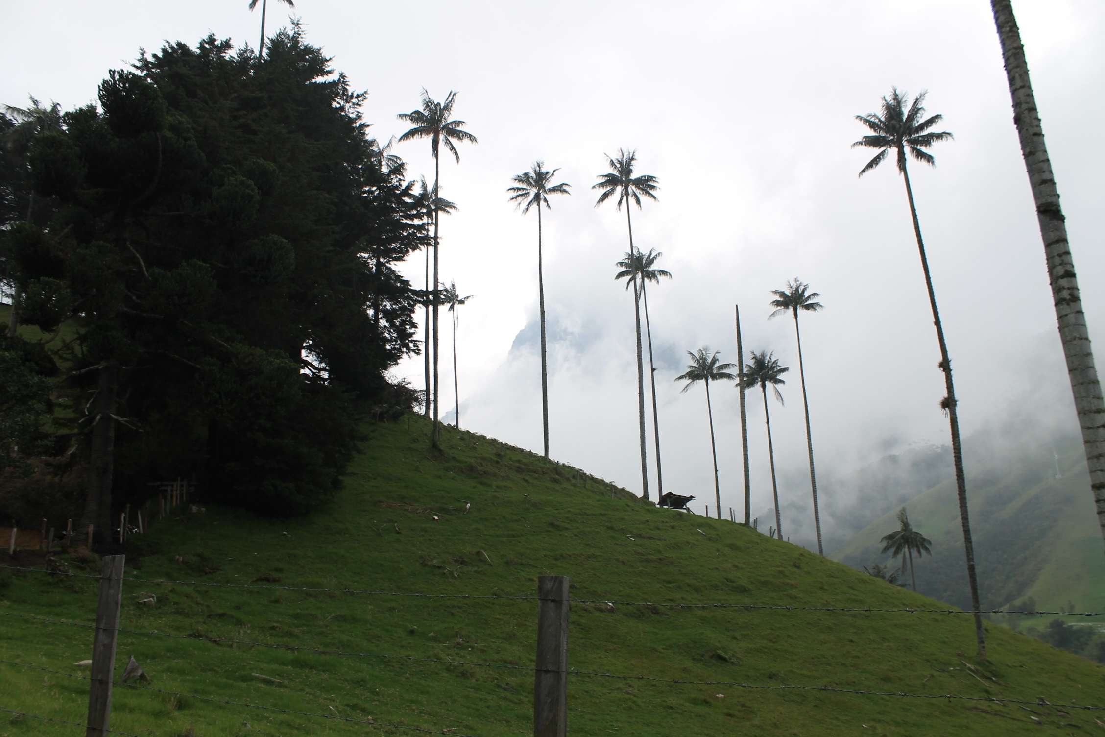 El abuelo del Quindío, residencia de la palma de cera y nido del cóndor